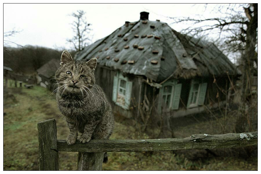 деревенский-кот.jpg
