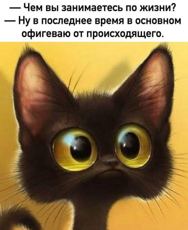 Cat.jpg