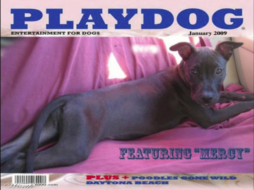 playdog.jpg